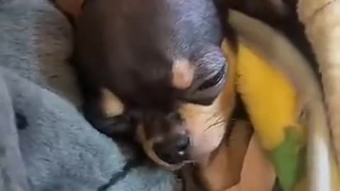 A woman rescued a puppy that was separated from its mother after a heavy rain
