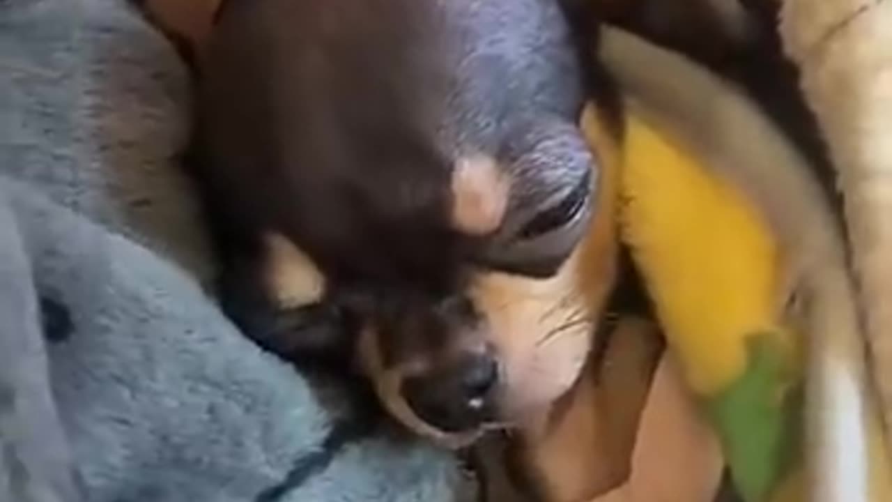 A woman rescued a puppy that was separated from its mother after a heavy rain