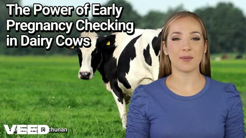 Is She Pregnant?The Power of Early Pregnancy Checking in Dairy Cows