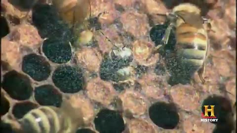 Scientists warn honey bees colonies in the United States this year can be reduced by 70%