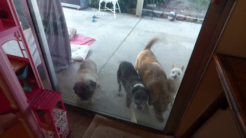 Dogs EXCITED! CUTE but noisy!