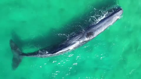 Nature's Gentle Giants-Whales