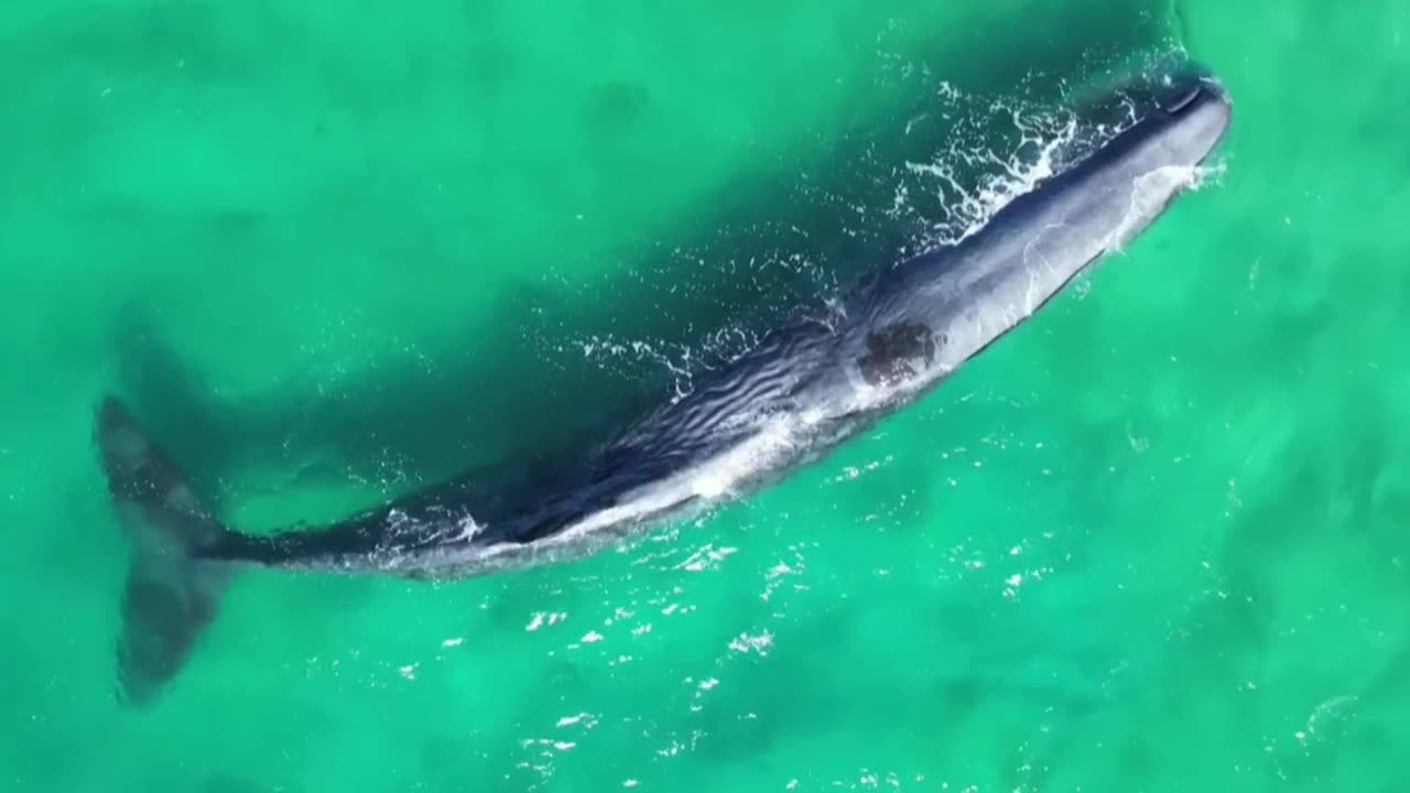 Nature's Gentle Giants-Whales