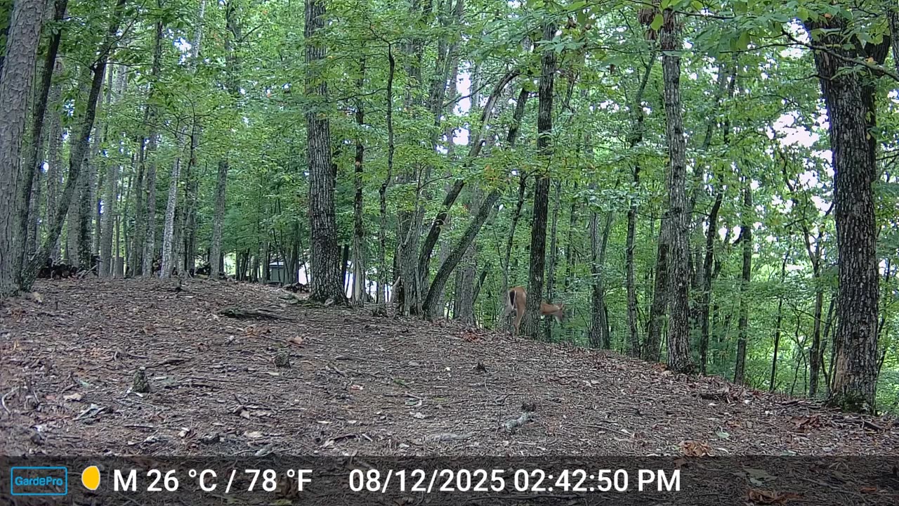 The Woods – 08/13/2025