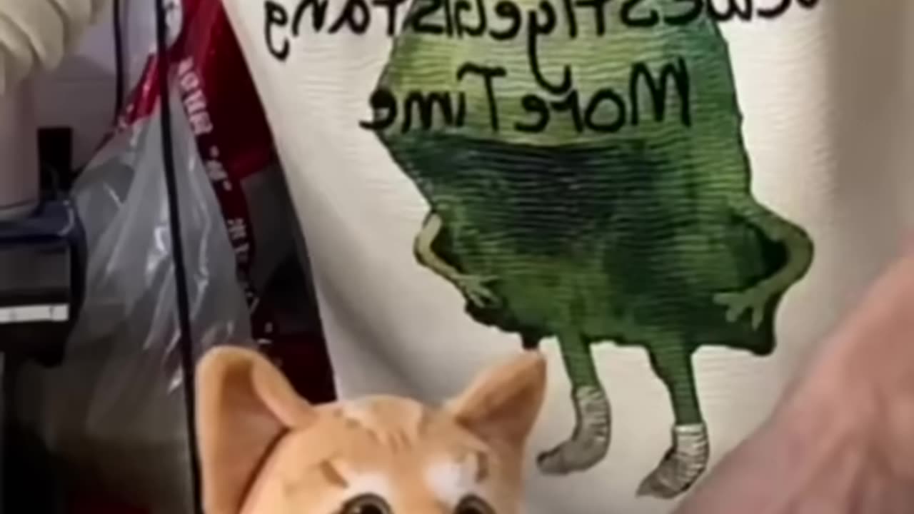 Wow cute cat funny moments #viralvideo #wowkidz #shorts