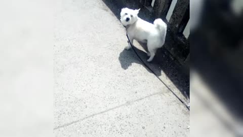 dog