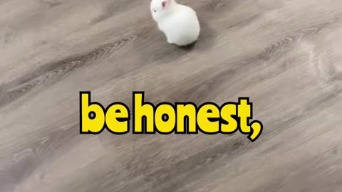 One Ounce of Bunny, Ten Tons of Cuteness 🐰⚖️❤️