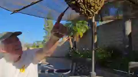 🎬 This HUGE swarm was thinking of moving into our clients roof!