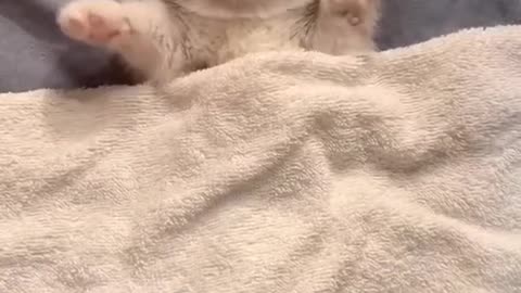 Sweet dreams! These funny animals!!!