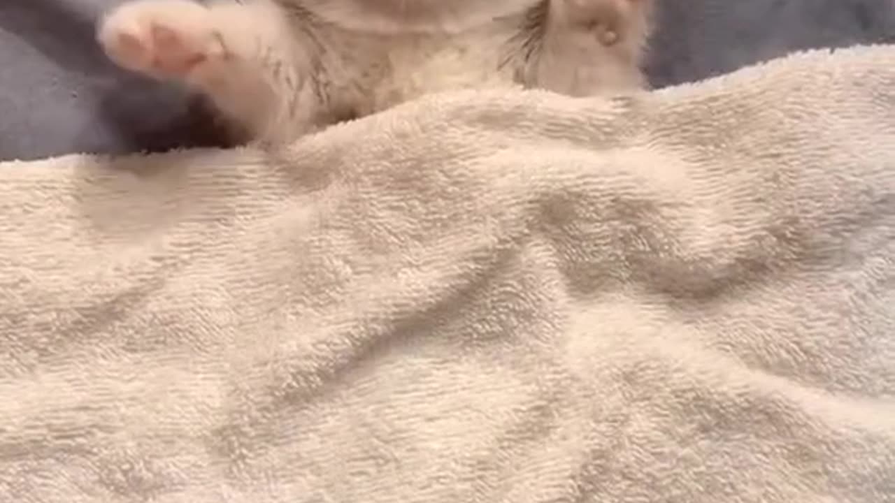 Sweet dreams! These funny animals!!!