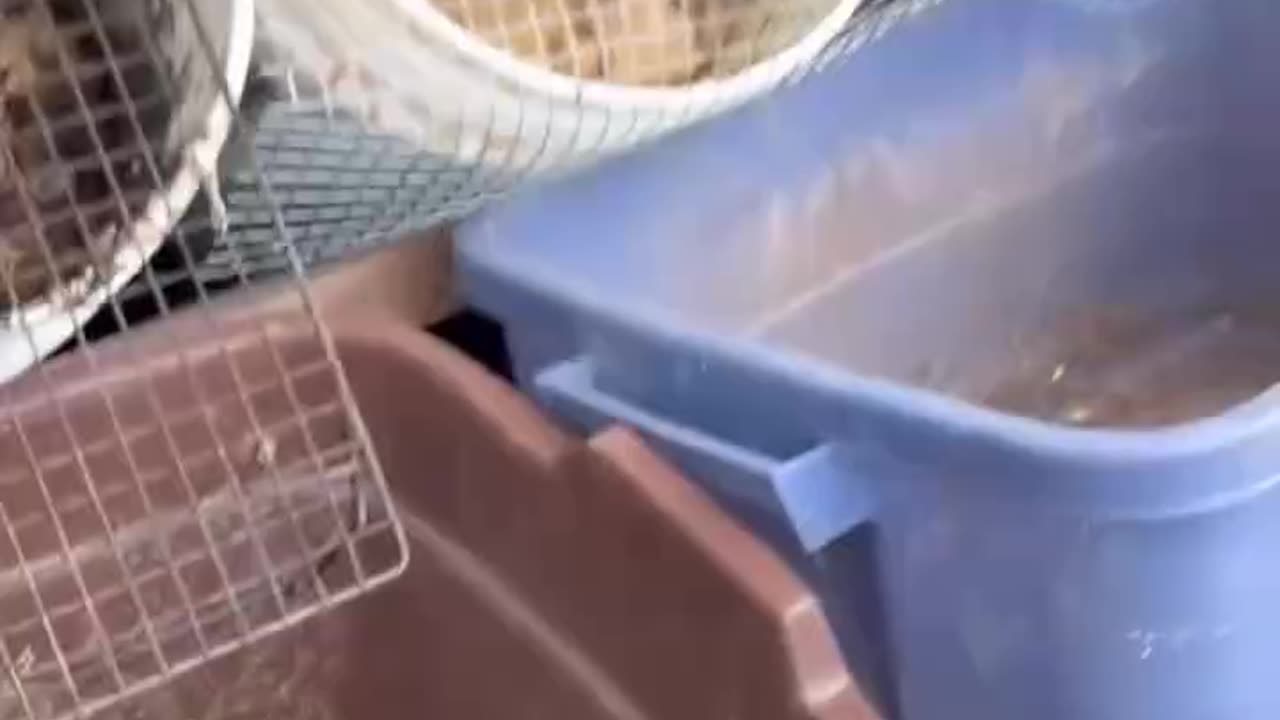 Grow Your Own Black Soldier Fly Larvae for Chicken Feed