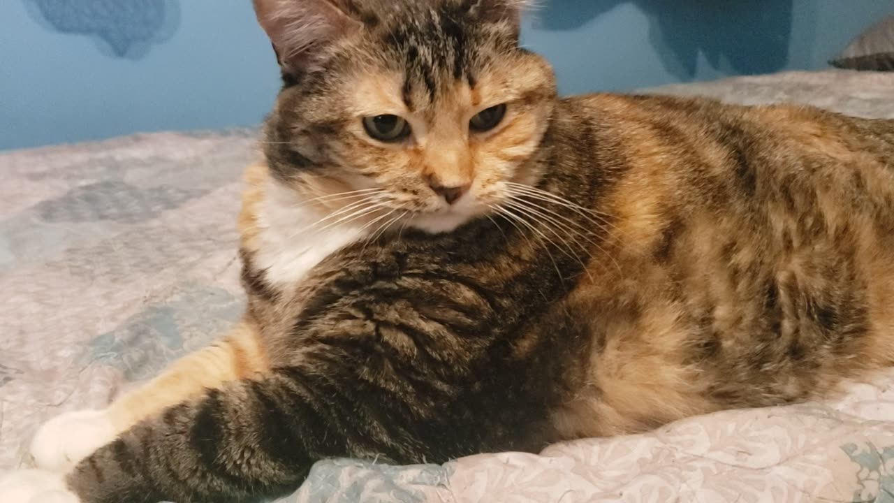 Relaxing Cat vs. String: Mesmerizing Play Session