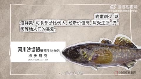 鱼类学家钓到北京网红怪鱼，它是怎么来到北京的？