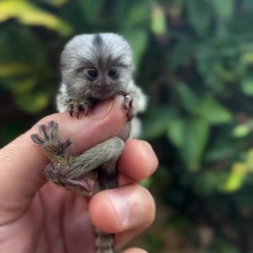 The Pygmy marmoset