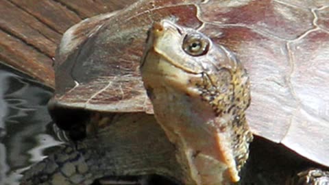 Oregon Western Pond Turtle