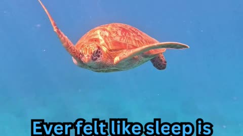 Deep Sleep Facts #InsomniaHelp 💤 #SleepDeep 😴 #PeacefulNights 🌜 #NoMoreTossing 🛏️ #RestEasy 🌠