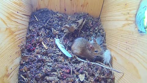 Reaction of 🐁🐁 mice to a person passing by👤