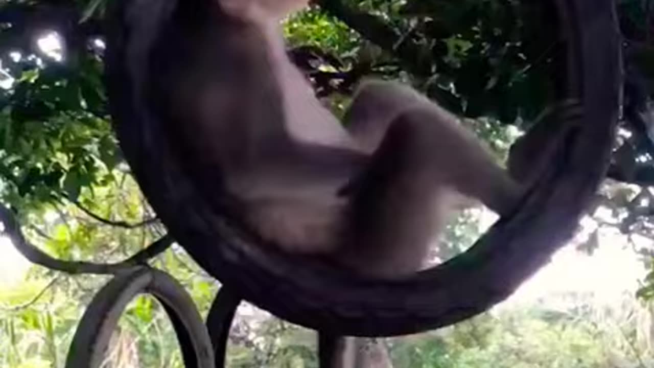 Monkey Swing Madness