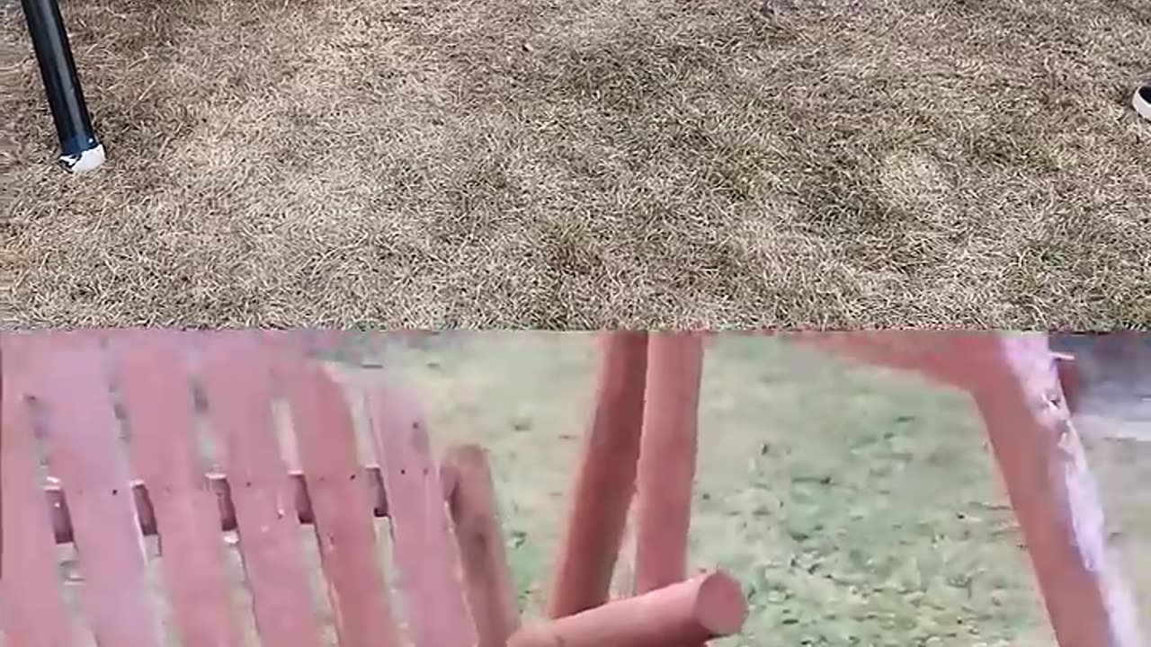 Dog Goes Wild