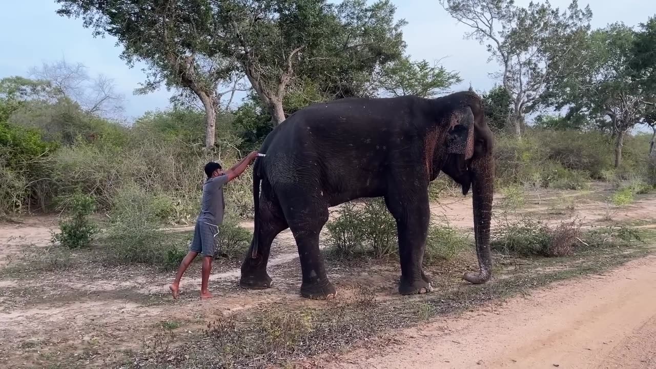 WILD LIFE
