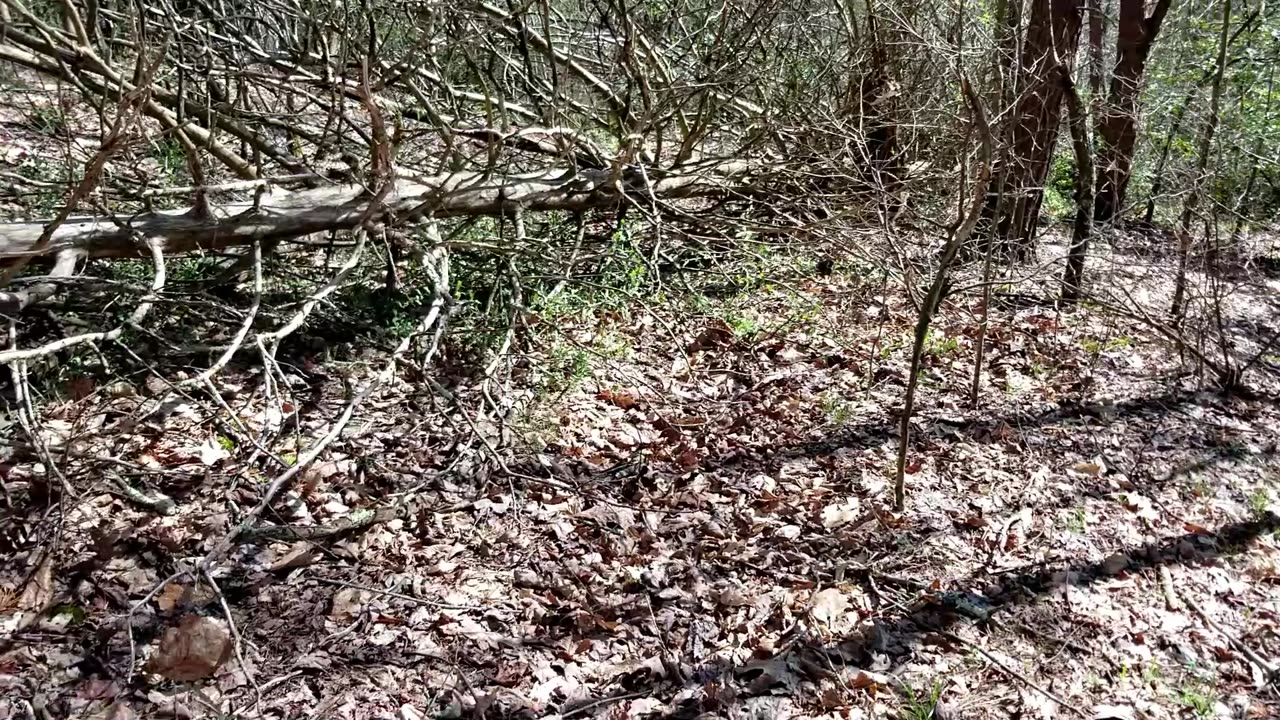 SZ:6 EP:3 Clearing The Paths - Cutting Trees & Such