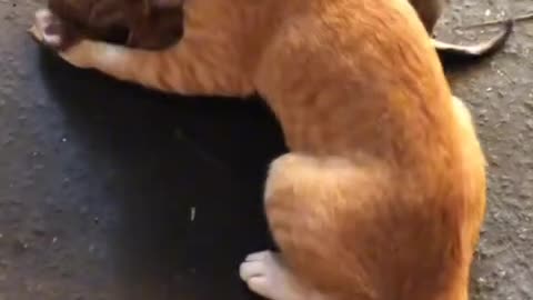 Besties