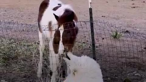 Baby horse has never been touched by humans before