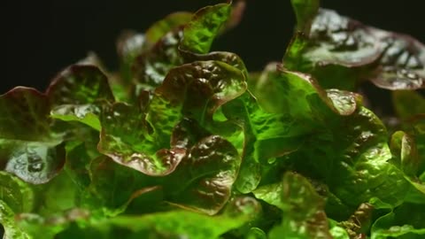 Hydroponic Produce - Greenhouse Grown Food from a Vertical Farm