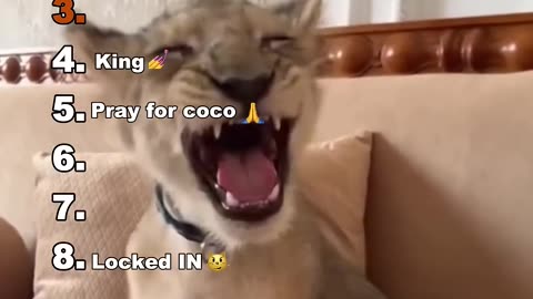 ranking funniest animals
