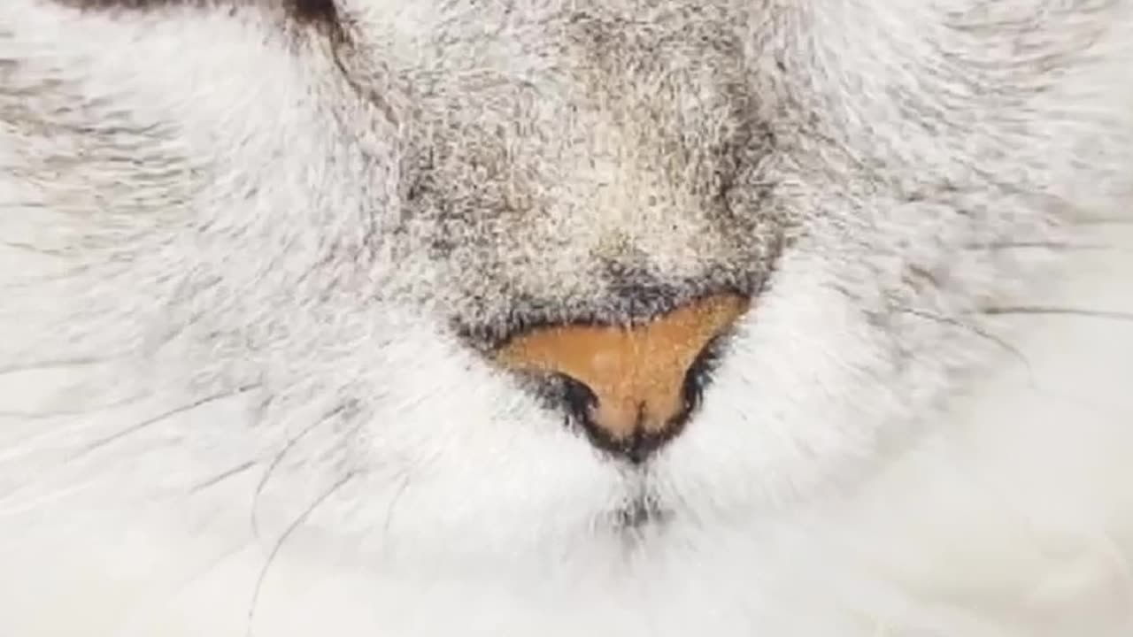 My Cat Caught Me Filming Him… And He’s Not Happy 😼