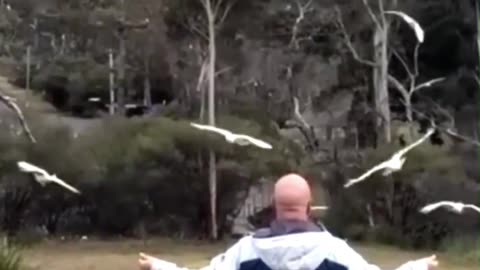 Strange behavior of animals