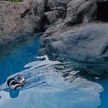 Mystic CT 🐧 🐧 🐧 🐧 Penguins 🐧 🐧 🐧