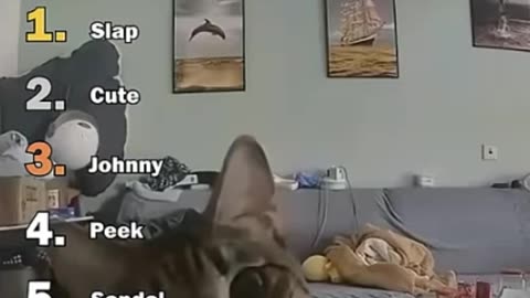 Ranking Best Cats Security Cam Moments