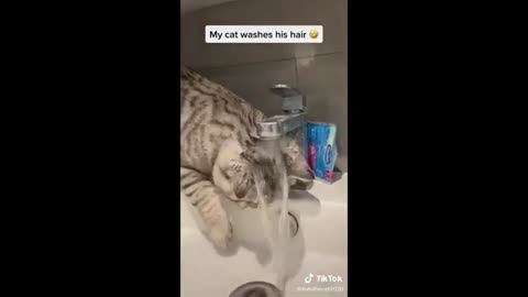 Best Funny Dogs And Cats Videos - Funniest Animals Videos Part10