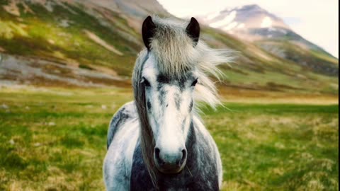 4 Hours of a Horse Randomly Neighing 😈