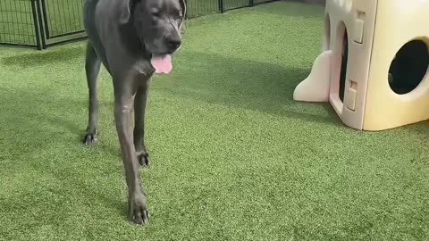 Massive Great Dane Dwarves Playset