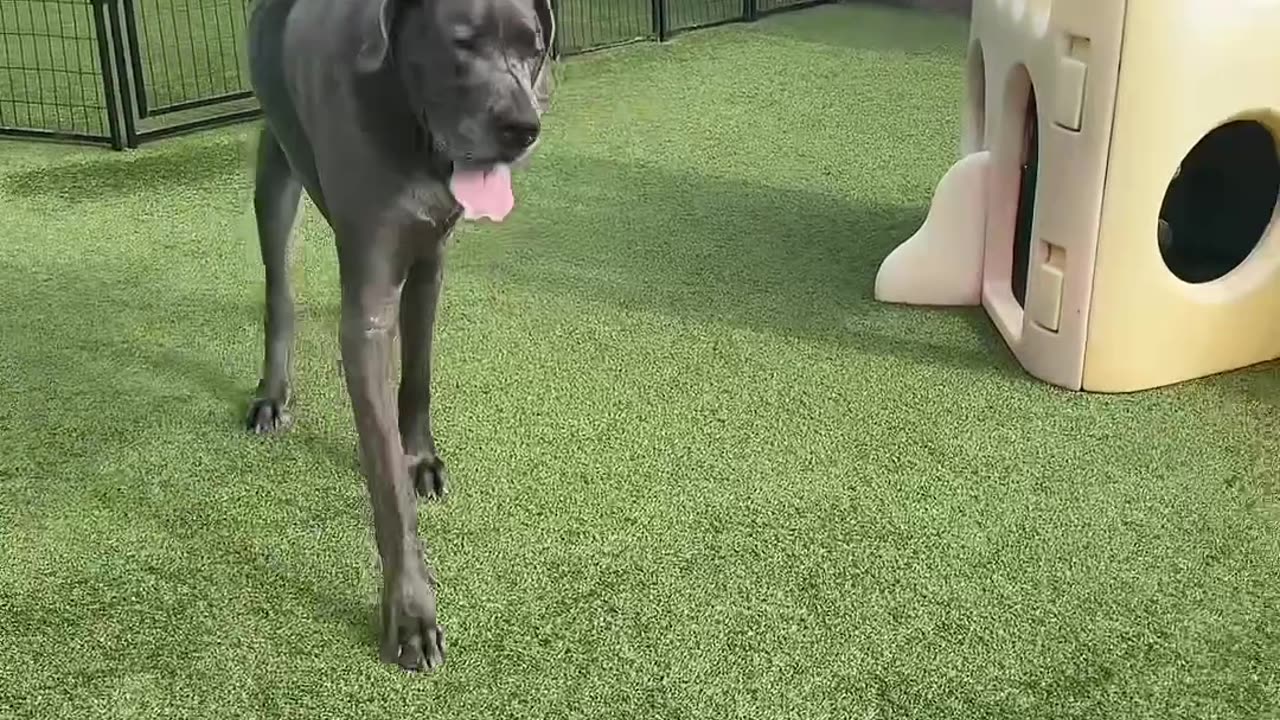 Massive Great Dane Dwarves Playset