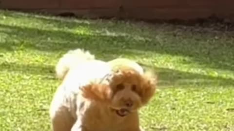 A dog video