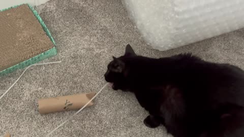 Cute Precious Piper Finds a New Box Strap - My Adopted Shelter Cat Vlog