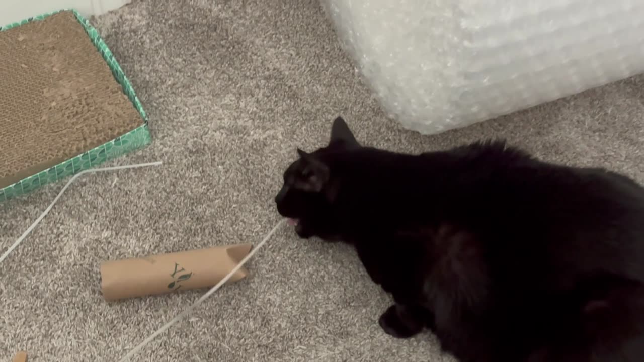 Cute Precious Piper Finds a New Box Strap - My Adopted Shelter Cat Vlog
