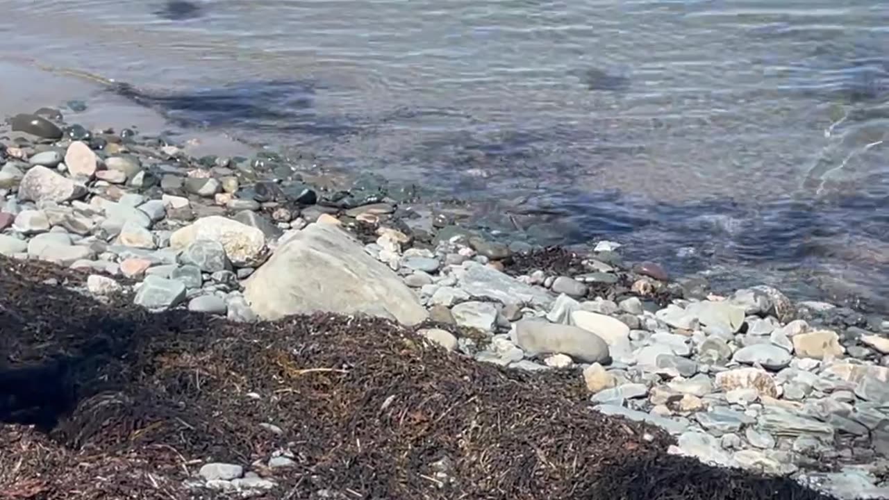 Peanut Finds a Lobster Claw