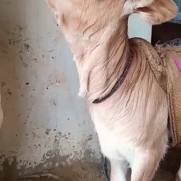 Cow baby Voice 😘😘funny Sound/#shorts #cowbaby #funnyshorts #cute #baby #viral