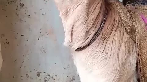 Cow baby Voice 😘😘funny Sound/#shorts #cowbaby #funnyshorts #cute #baby #viral