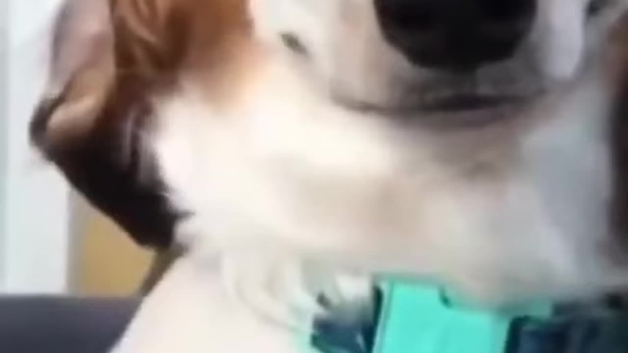 OH BEHAVE Oddly Sexual Dog Scene