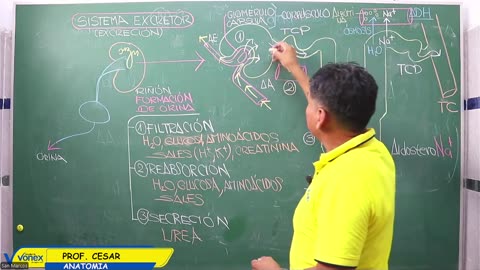 VONEX REPASO 2025 | Semana 05 | Anatomía