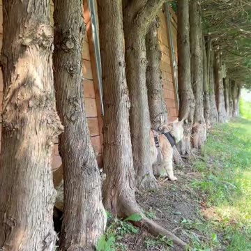 Maine Coon Pasha when he hears his owner's car coming home