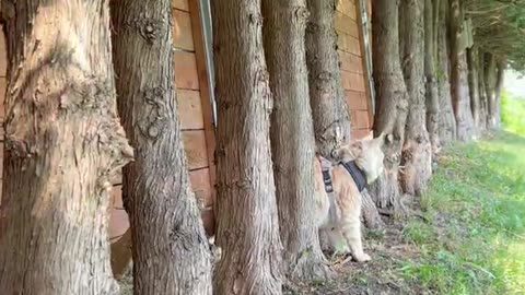 Maine Coon Pasha when he hears his owner's car coming home