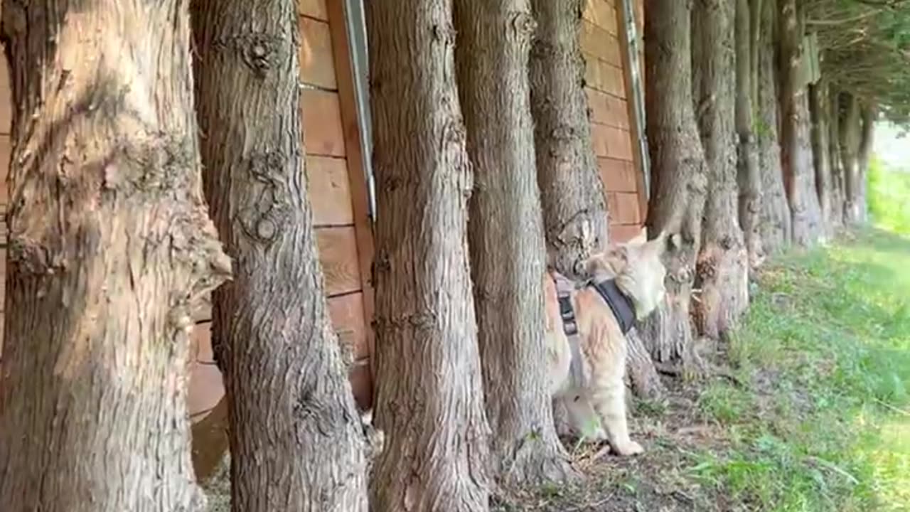 Maine Coon Pasha when he hears his owner's car coming home