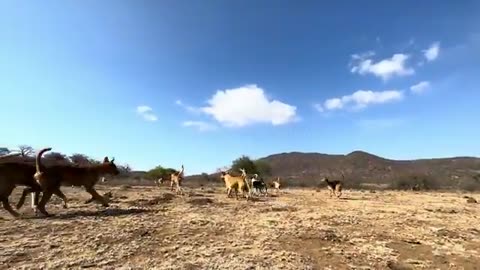 Discover Hadzabe Tribe Baboon Monkey Hunt | baboon eating tribe