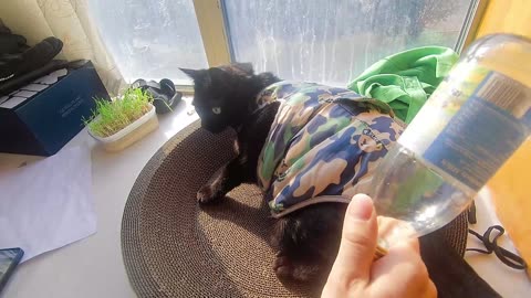 My pet cat vlog, his name is Heihei, 03/08, 2025, He is very addicted， #catvideo #asmr